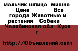 мальчик шпица (мишка) › Цена ­ 55 000 - Все города Животные и растения » Собаки   . Челябинская обл.,Куса г.